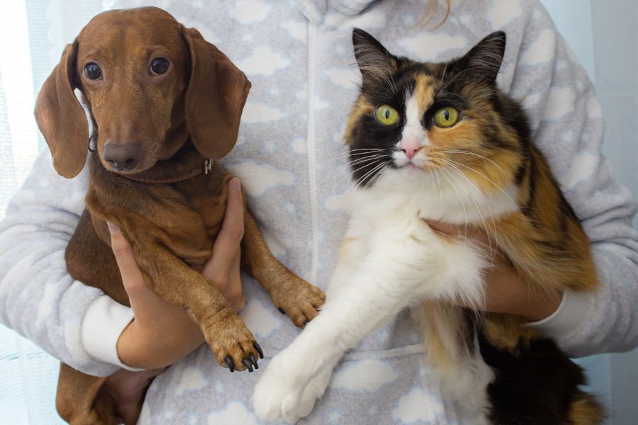 San Marcos Regional Animal Shelter Adoption: Find Your New Best Friend Today San Marcos Regional Animal Shelter Adoption: Find Your New Best Friend Today