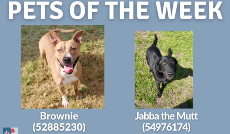 San Marcos Regional Animal Shelter Adoption: Find Your New Best Friend Today San Marcos Regional Animal Shelter